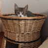 新しい家族が出来ました！！ サムネイル6