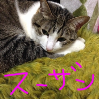 お利口さんでお上品なスーザンちゃんです。