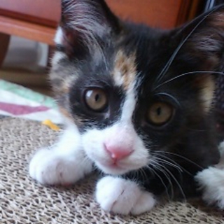 段ボールに入れて捨てられていた　人懐っこい兄妹子猫