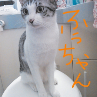 遊ぶの大好きな、ふぅーちゃんです。