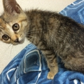 「はちねこ！カフェ」美人猫ちょびちゃん