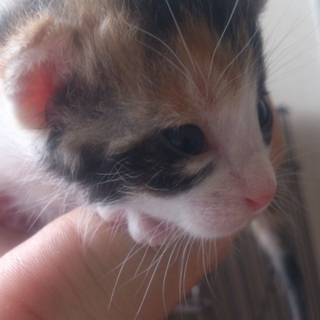 三毛猫 子猫