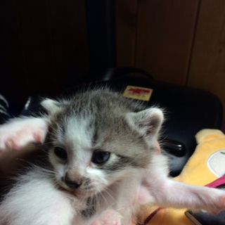 白黒 生後3ヶ月の猫ちゃん