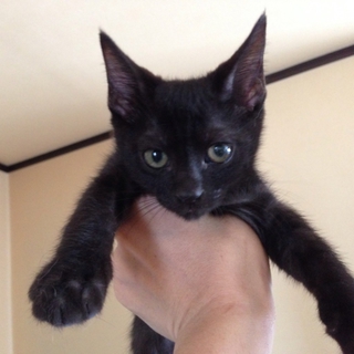 ★肺炎にも勝った！生命力の強い黒猫類（るい）くん★