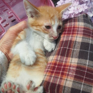 シマシマちゃん(仮)☆オス
