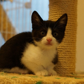 かわいい「うめ吉」ちゃんの家族になってください。