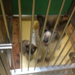 【決定！】ありがとうございます！（親子犬）