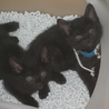 赤ちゃん黒猫募集中 サムネイル3