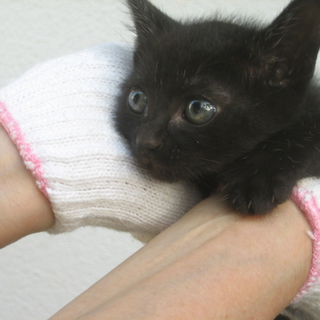 赤ちゃん黒猫募集中