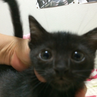 黒猫の女の子です。