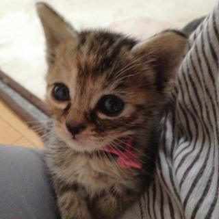 将来美猫間違いなしの「ニコちゃん」の里親さん募集！