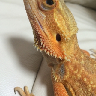 フトアゴヒゲトカゲ
