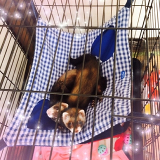 フェレットメス二匹！