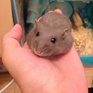 【至急】ジャンガリアン♀3匹を飼っていただける方。