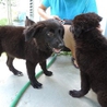 いつもにこにこ、ふわふわ黒毛の３匹の小熊ちゃん達 サムネイル4