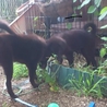 いつもにこにこ、ふわふわ黒毛の３匹の小熊ちゃん達 サムネイル7