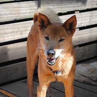 被災犬　まっちゃくん