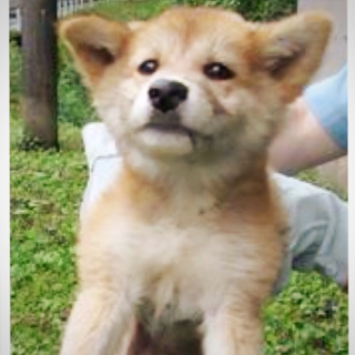 希望あり。大人しい茶白mix子犬兄妹の女のコ