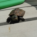 クサガメの子ども