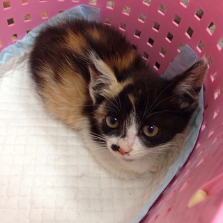 生後1ヶ月、三毛猫の里親募集‼︎