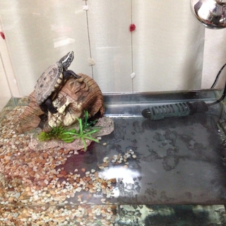 ニシクイガメの里親募集！