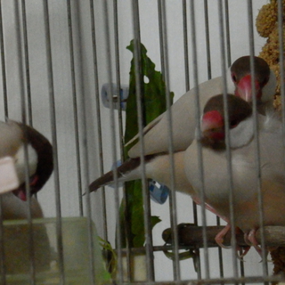 シナモン文鳥♂3羽