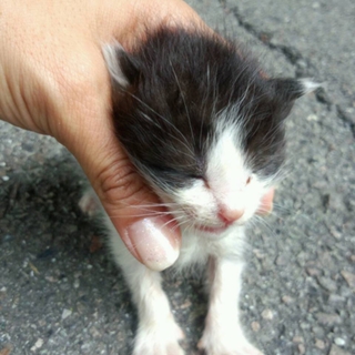 子猫の里親募集終了しましたm(uu)m