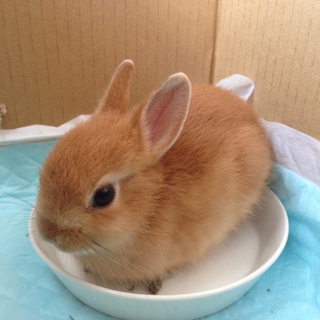 まだ子供のミニウサギ、里親募集。