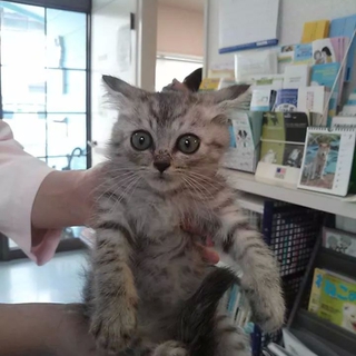 ふわふわグレーの男の子です。