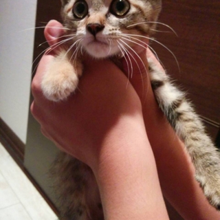 急募   可愛がって下さい