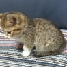 保護子猫の、里親さんを募集します！ サムネイル2