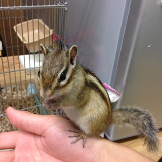 飼育困難となってしまったため里親を募集します。