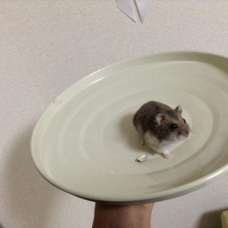 ハムスターの里親募集