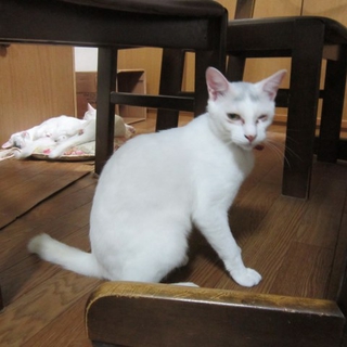 ウス