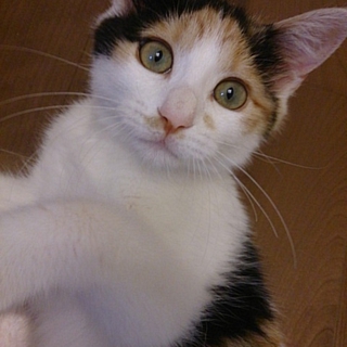 ミケの子猫を保護しています