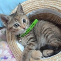 美猫マリンちゃん