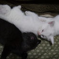 人懐っこい仔猫です
