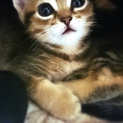 可愛い、元気な子猫5匹です！