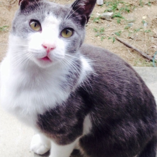 家族に迎え入れてあげてください！