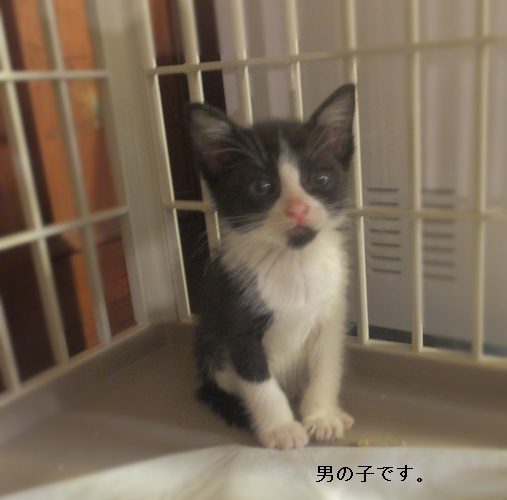 尾道市 黒白ハチワレ猫、里親様募集中です。 サムネイル5