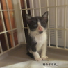 尾道市 黒白ハチワレ猫、里親様募集中です。 サムネイル5