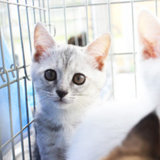 小さくて愛らしい女の子　姫ちゃん