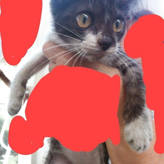 のら猫里親募集