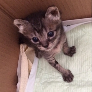 子猫育ててくれる方お願いします。