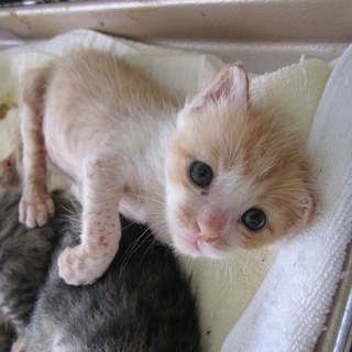 優しい顔立ちの茶白　ちょぼくん　動画あります