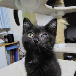 抱き心地抜群のふわふわ黒猫　ごくうくん　動画有り