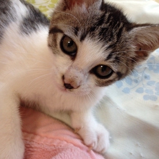 サバトラ白 子猫の里親様募集