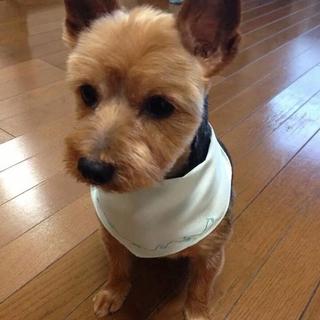 再度募集。元気なヨーキの男の子、パロです。