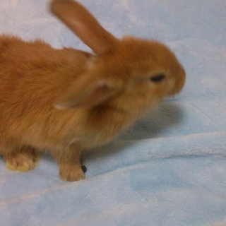 ⑥ロップイヤー♂ネザー♀の赤ちゃんの里親募集　