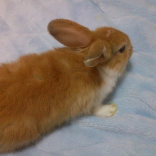 ⑦ロップイヤー♂ネザー♀の赤ちゃんの里親募集　
